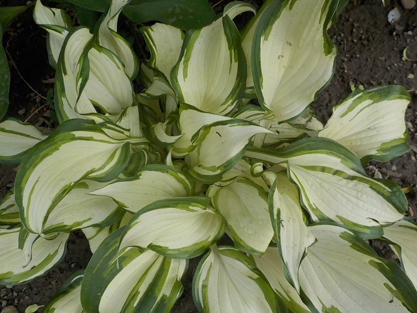  - hosta