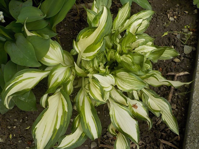  - hosta