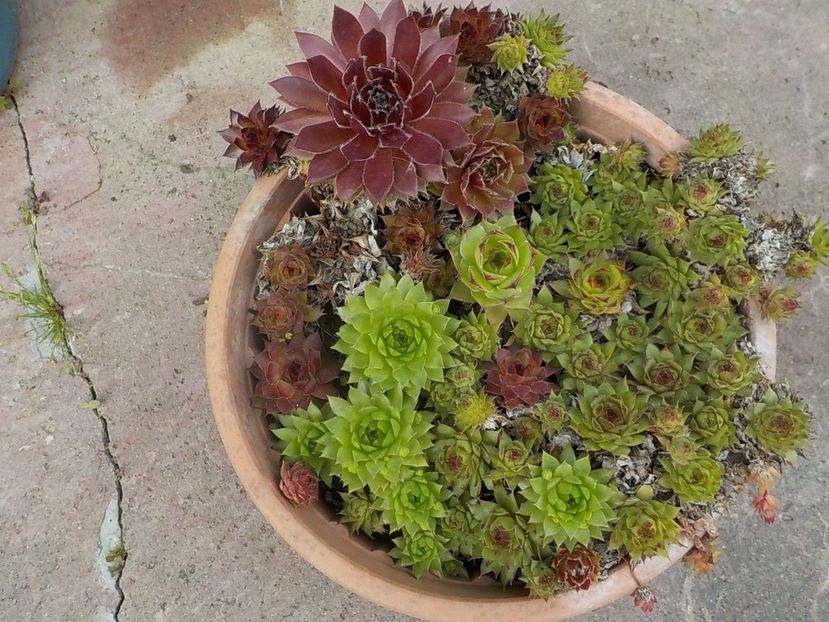  - Genul Sempervivum