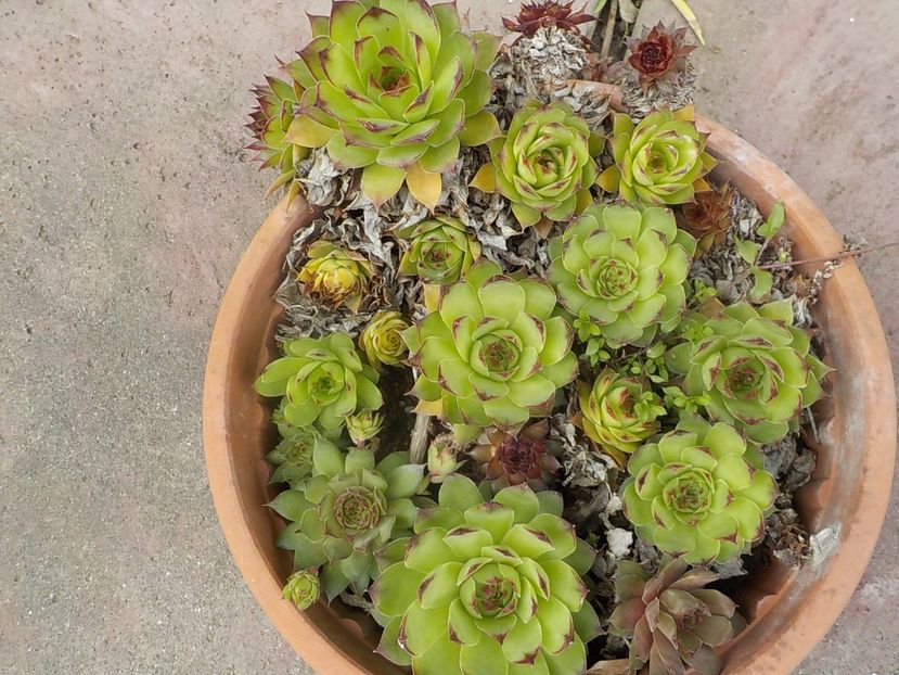  - Genul Sempervivum