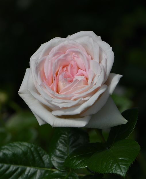 Mme Anisette (tufa) 60 - Ghivece 2025