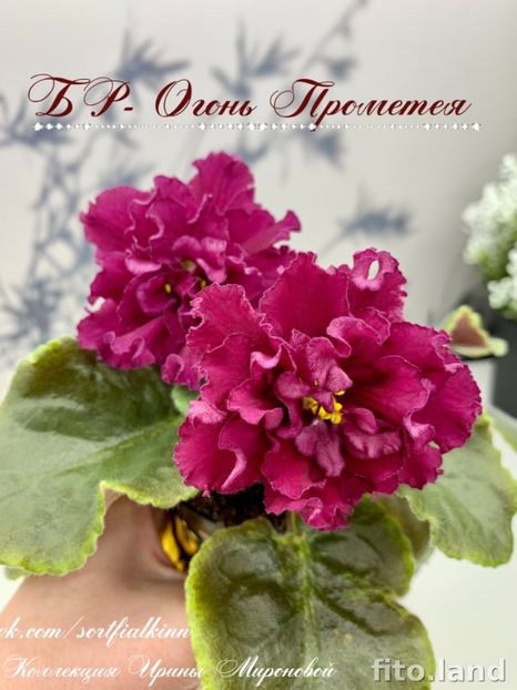  - BR-Ogon Prometeya