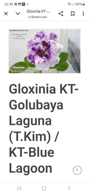  - KT-Golubaya Laguna