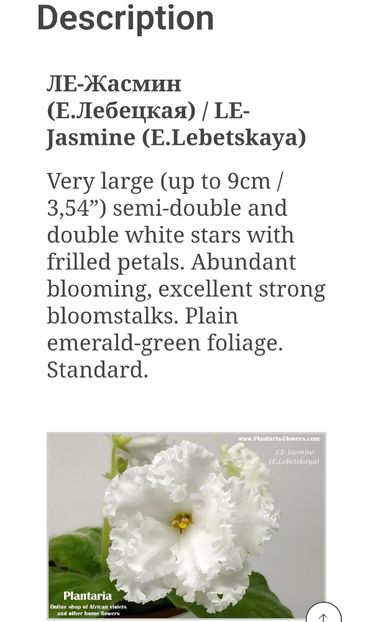 Poza net - LE-Jasmine