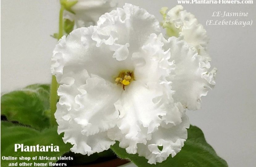 Poza net - LE-Jasmine