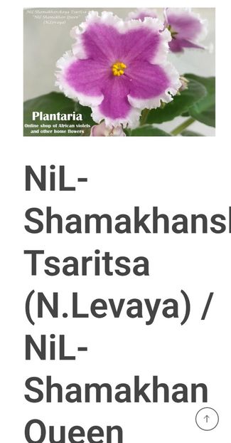 Poza net - NiL-Shamaskhanskaya Tsaritsa
