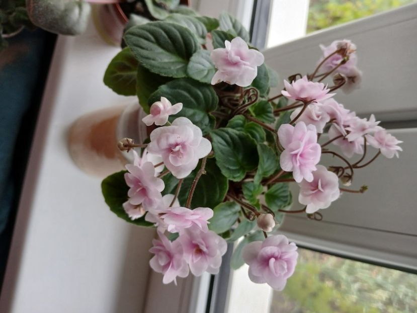  - Rob-s Vanilla Trail