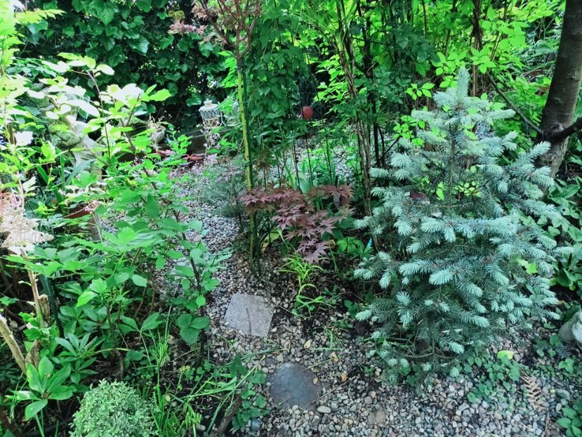  - Grădina 2025 continuare 2