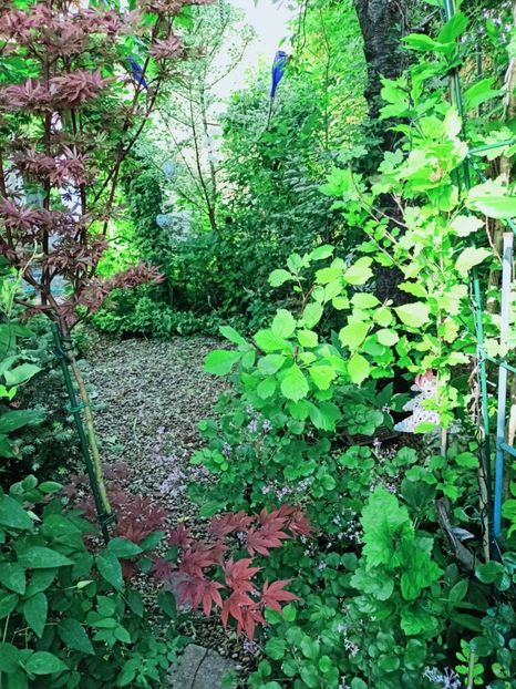  - Grădina 2025 continuare 2