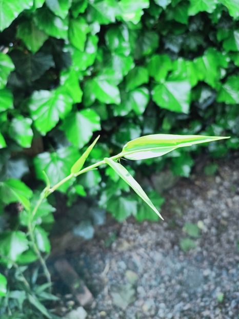 Phyllostachys nigra - Grădina 2025 continuare 2