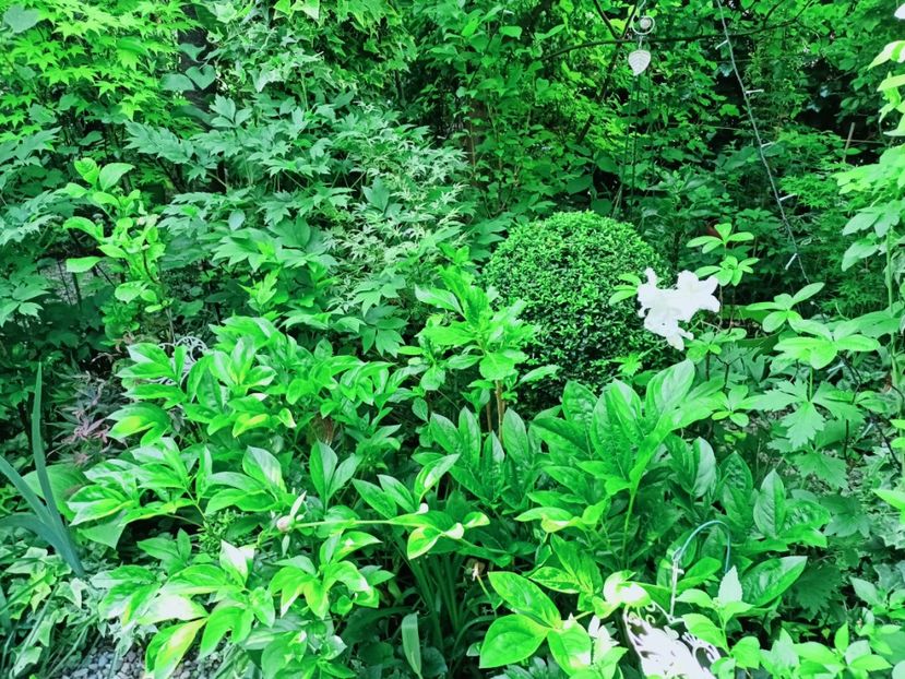  - Grădina 2025 continuare 2