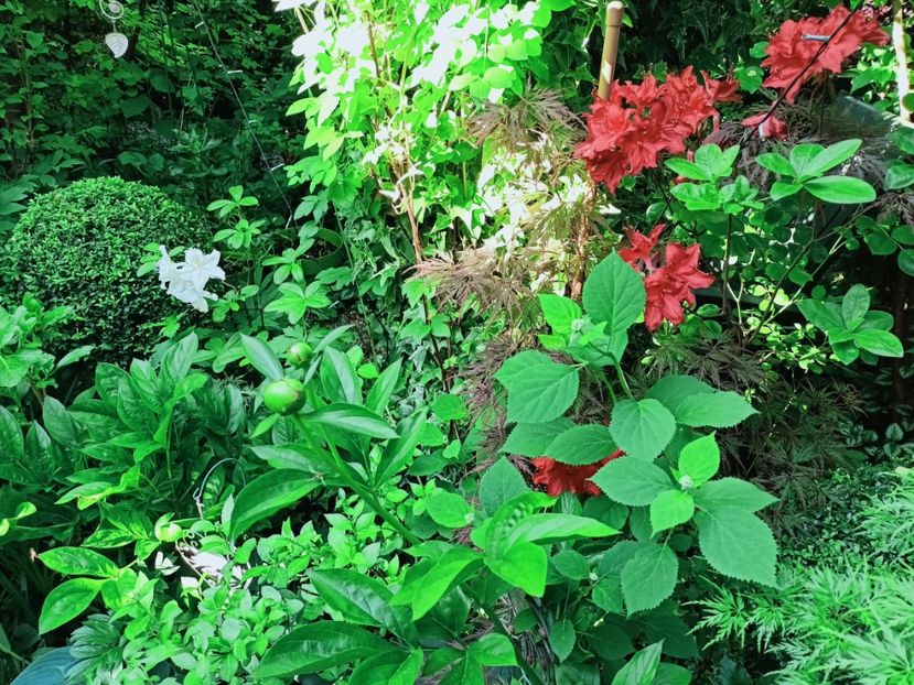  - Grădina 2025 continuare 2