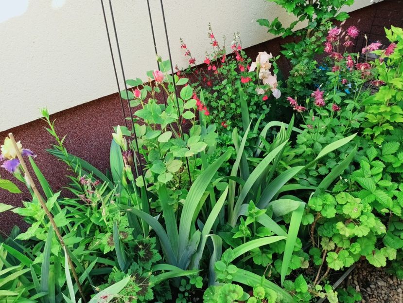  - Grădina 2025 continuare 2