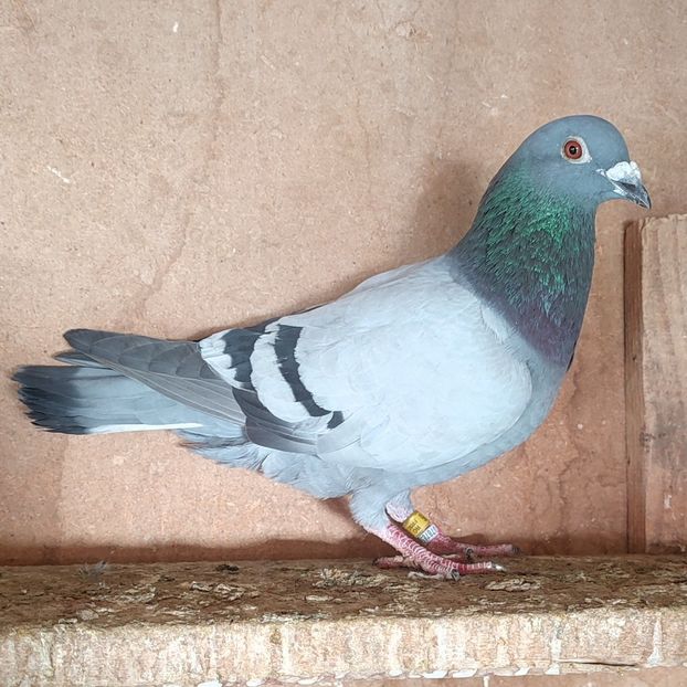 Mascul 24-976 - Vanat