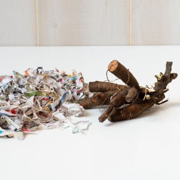 Radacina Bujor - BUJOR KANSAS