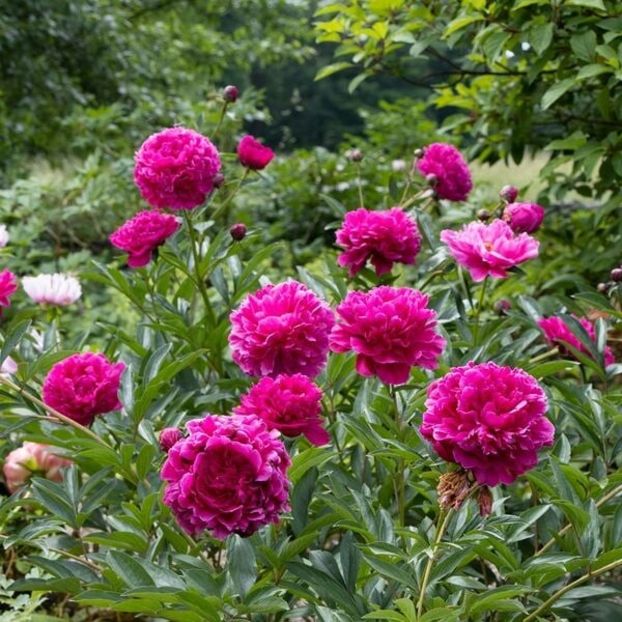 Bujor Kansas 5 - BUJOR KANSAS