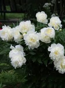 Bujor Brida Icing 2 - BUJOR BRIDAL ICING