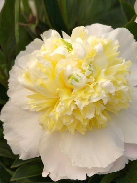 Bujor Brida Icing 3 - BUJOR BRIDAL ICING