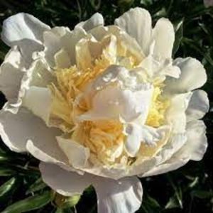 Bujor Brida Icing 4 - BUJOR BRIDAL ICING