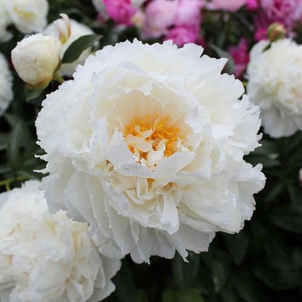 Bujor Brida Icing 5 - BUJOR BRIDAL ICING