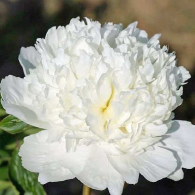 peony-bridal-icing - BUJOR BRIDAL ICING