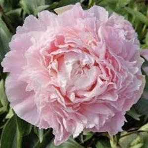 Bujor Chiffon Parfait 1 - BUJOR CHIFFON PARFAIT