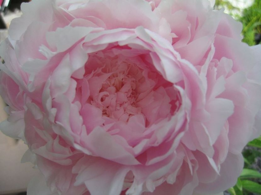 Bujor_Chiffon_Parfait_3 - BUJOR CHIFFON PARFAIT