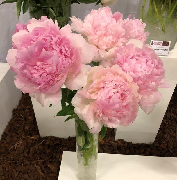 Chiffon-Parfait - BUJOR CHIFFON PARFAIT