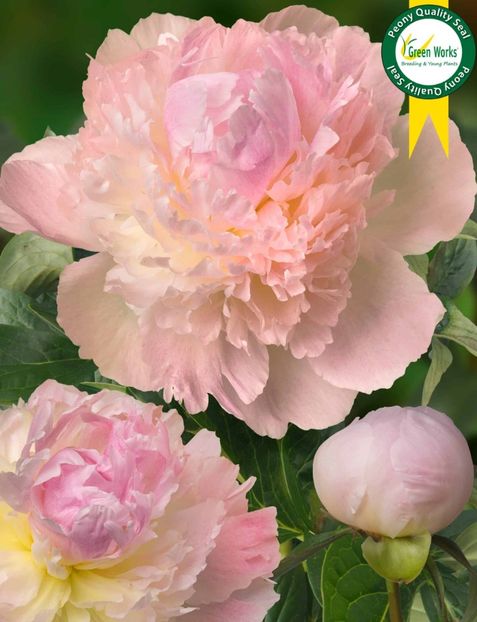 Chiffon-Parfait-min-scaled - BUJOR CHIFFON PARFAIT