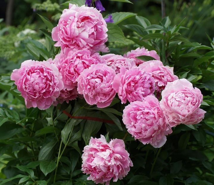 Sarah-Bernhardt - BUJOR SARAH BERNHARDT