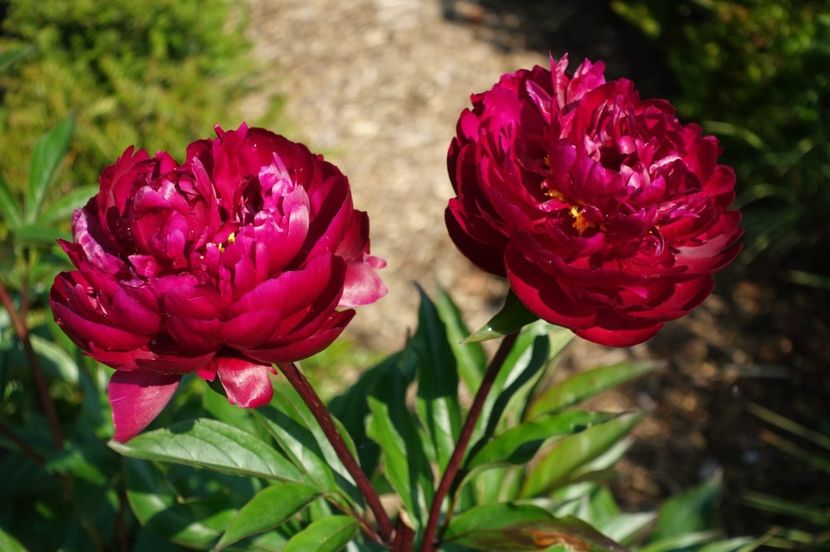 Bujor_peter_brand_1 - BUJOR PETER BRAND