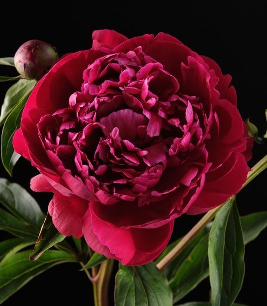 bujor-peter-brand-2 - BUJOR PETER BRAND