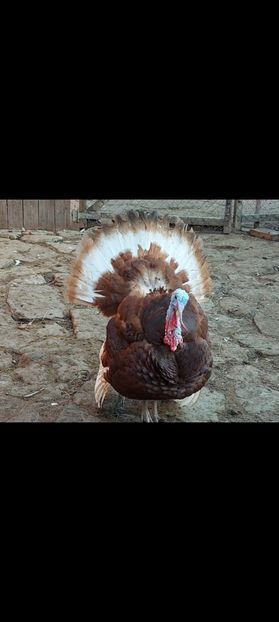 Screenshot_20250513_183646_Gallery - Curci red bourbon!