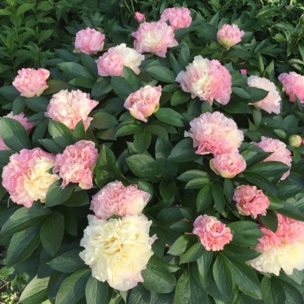 Bujori-Lois-Choice-3 - BUJOR LOIS CHOICE