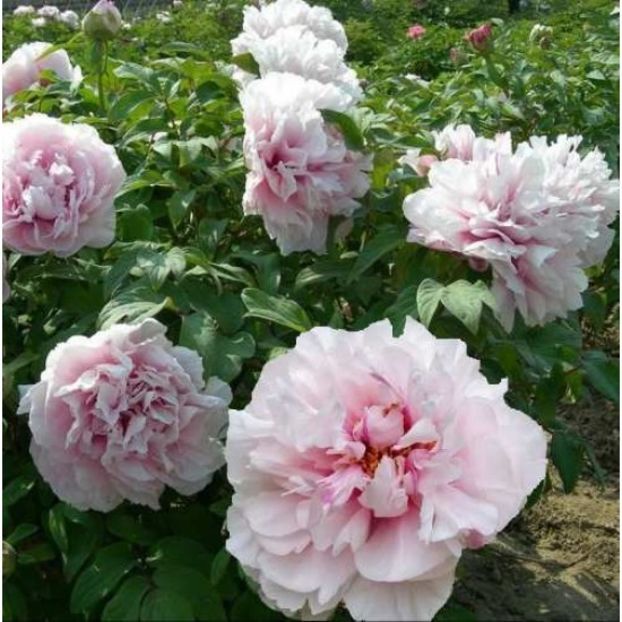 bujori-arbustivi-Multiply-1 - BUJOR ARBUSTIFER MULTIPLY