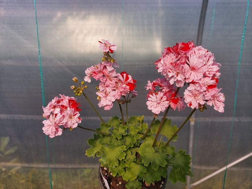 Goshbrook Starstorm - A-Muscate 2025