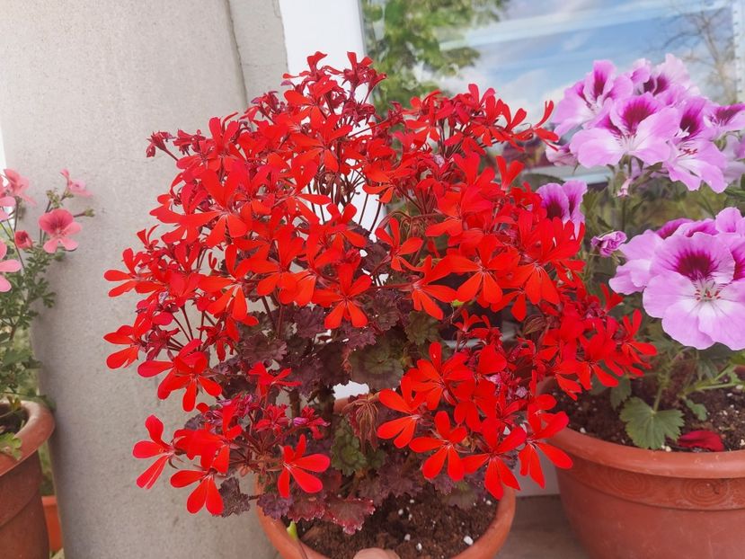 Friesdorf - A-Muscate 2025