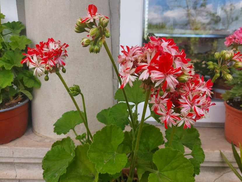 Steyrer Sterndl - A-Muscate 2025