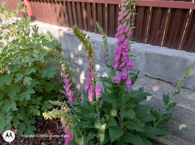  - Flori de gradină-2025