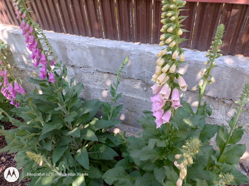  - Flori de gradină-2025