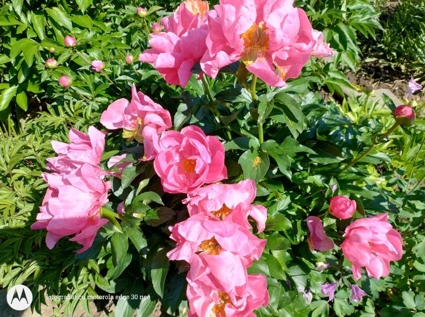  - Flori de gradină-2025