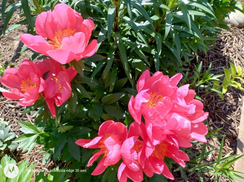  - Flori de gradină-2025