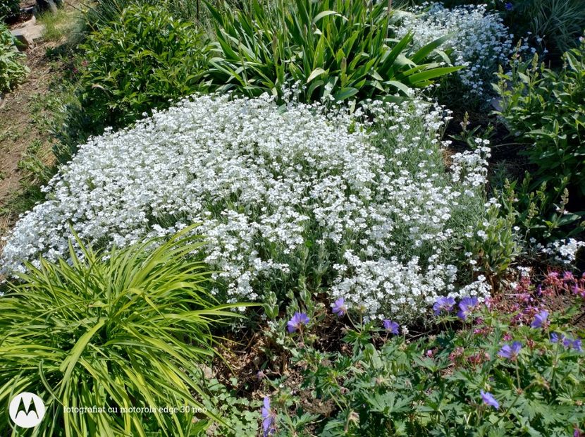 - Flori de gradină-2025