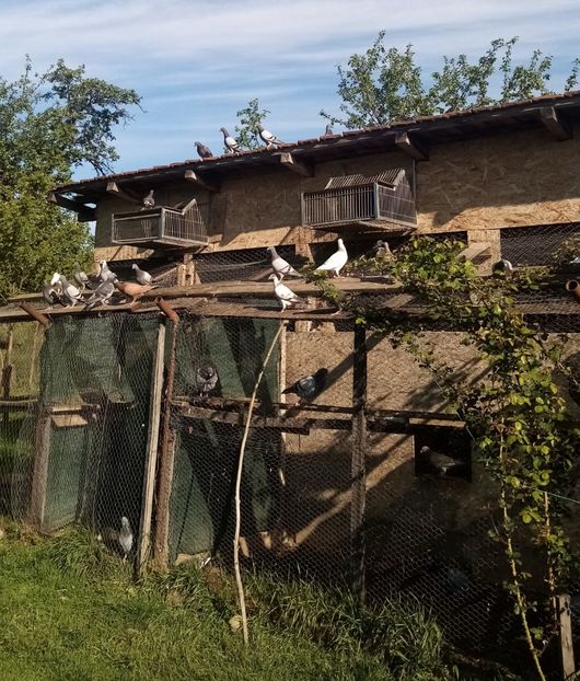 Pui-2025 - Liberi si fericiti