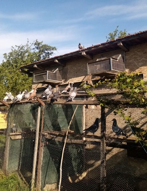  - Liberi si fericiti