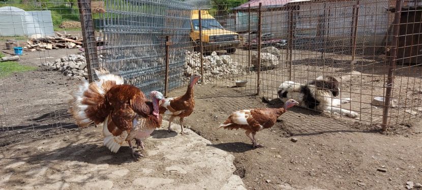  - Curci red bourbon!