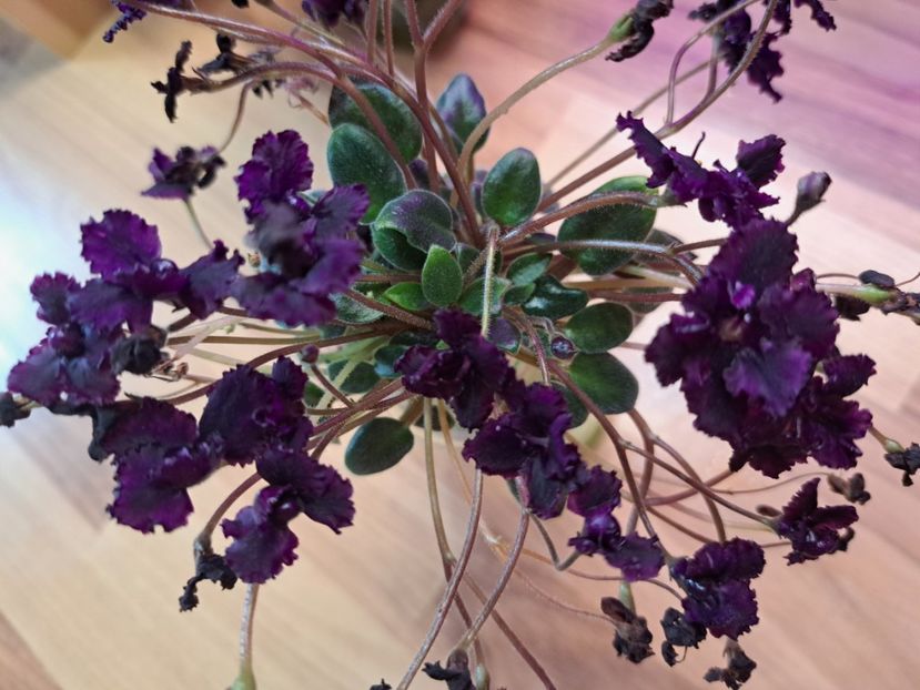  - Violeta Hunter s black talon