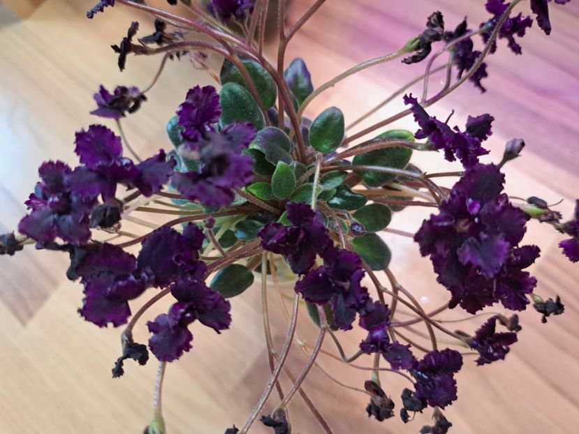  - Violeta Hunter s black talon