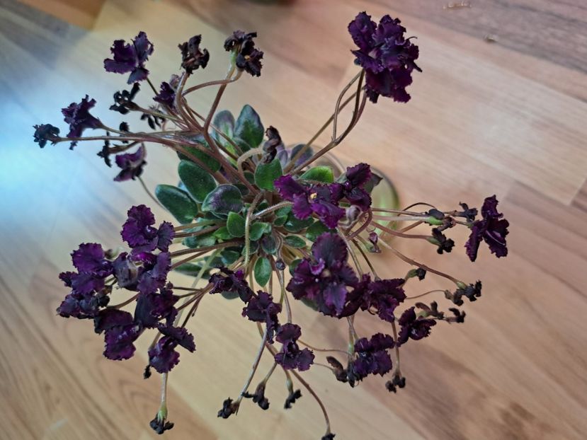  - Violeta Hunter s black talon