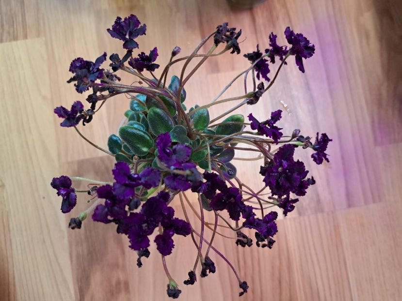  - Violeta Hunter s black talon